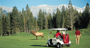Wildlife on Banff Springs Golf Course